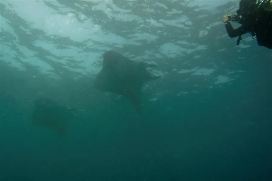 Manta Point, Bali