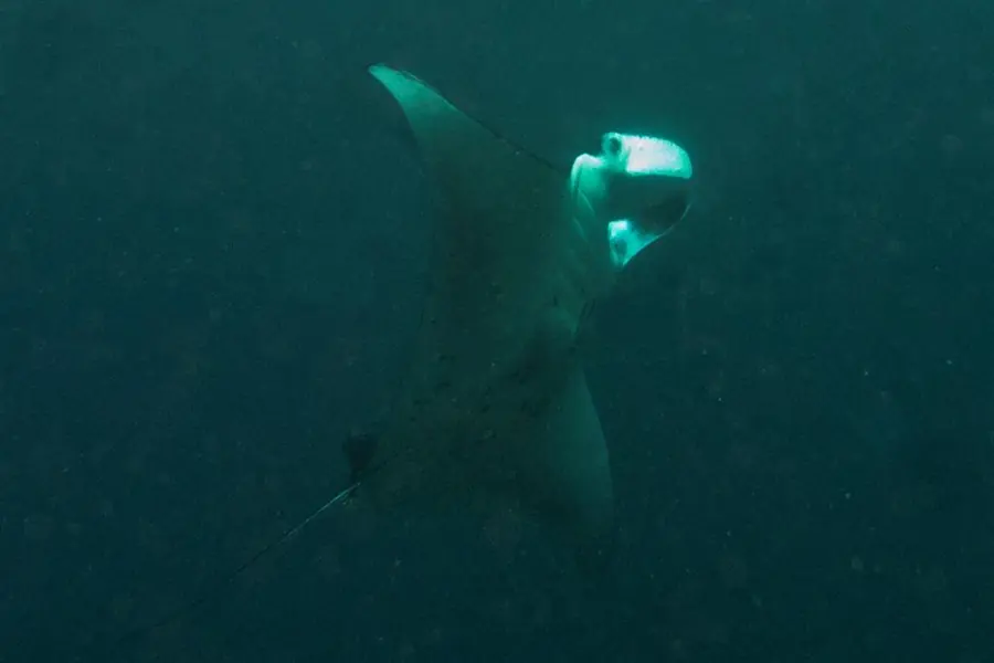 Manta Point, Bali