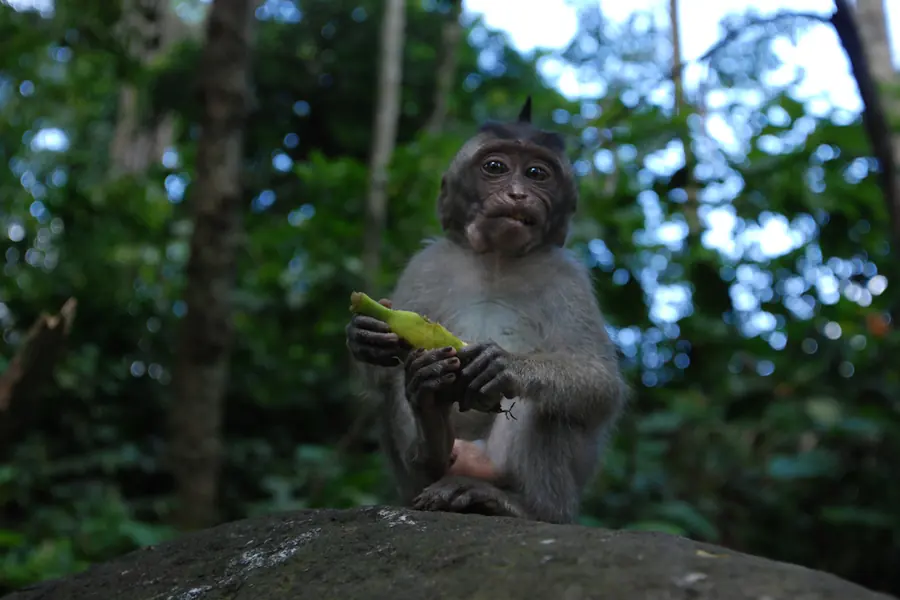 Sacred Monkey Forest Sanctuary, Bali