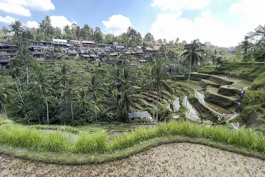 Tegallalang Rice Terraces, Bali