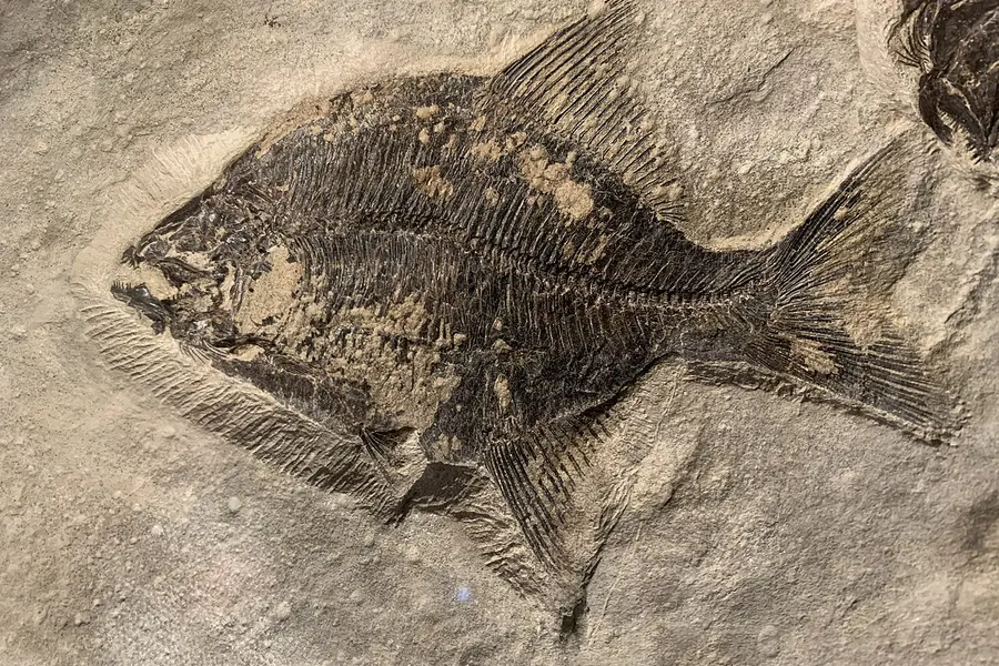 Royal Tyrrell Museum, Calgary