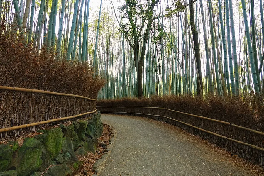 Arashiyama Bamboo Grove, Kyoto