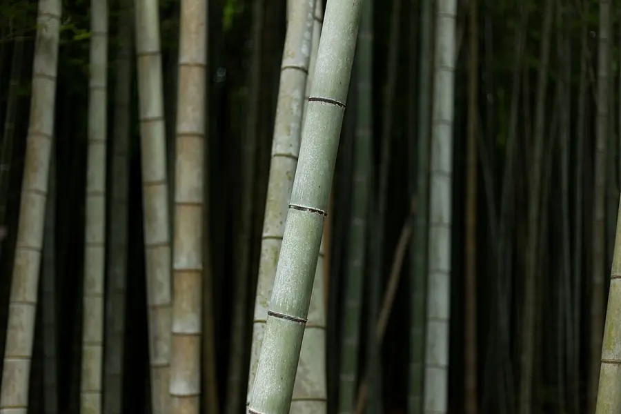 Arashiyama Bamboo Grove, Kyoto