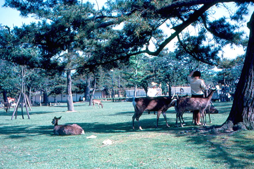 Nara Deer Park, Kyoto