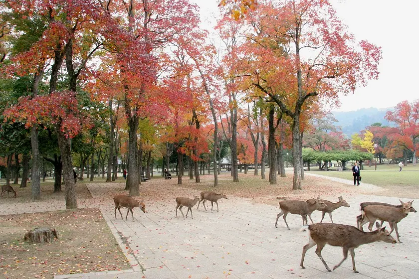 Nara Deer Park, Kyoto