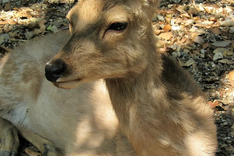 Nara Deer Park, Kyoto