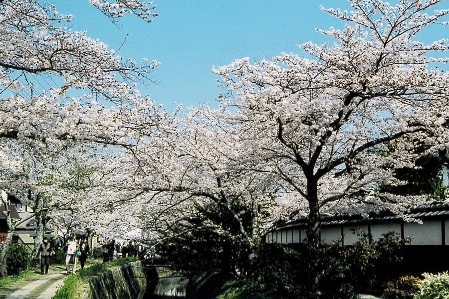 Philosopher's Path, Kyoto