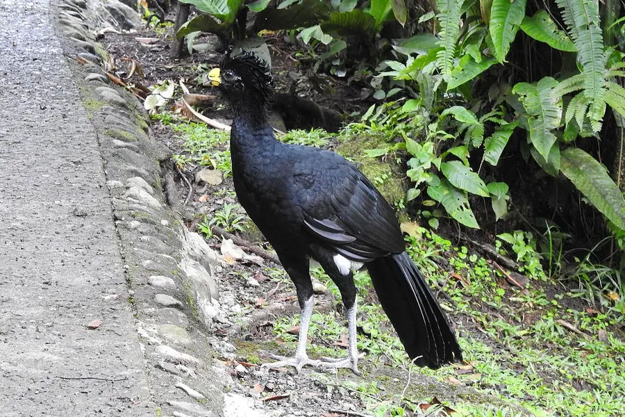 Arenal Volcano National Park, La Fortuna