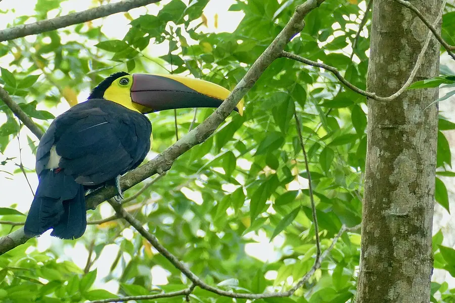 Bogarin Trail, La Fortuna