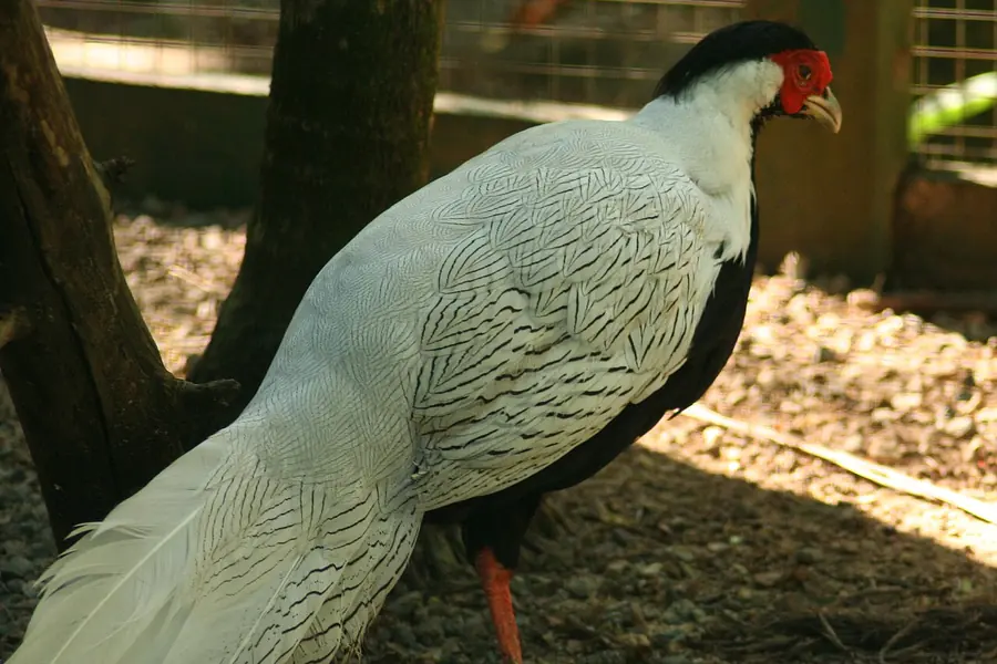 Ardastra Gardens & Zoo, Nassau