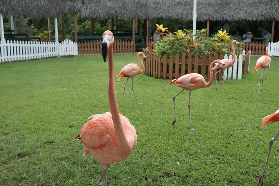 Ardastra Gardens & Zoo, Nassau
