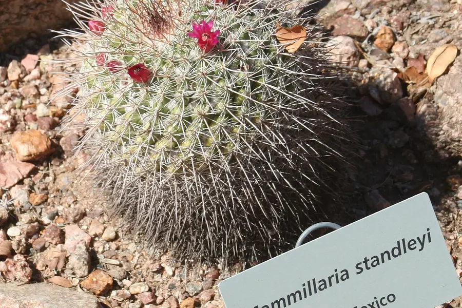 Desert Botanical Garden, Phoenix