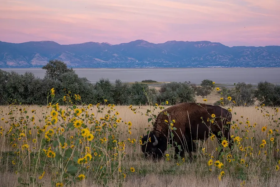 Antelope Island State Park, Salt Lake City