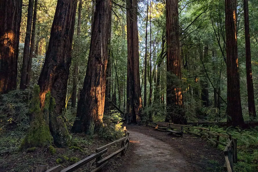 Muir Woods National Monument, San Francisco