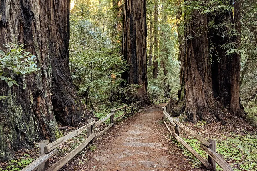 Muir Woods National Monument, San Francisco