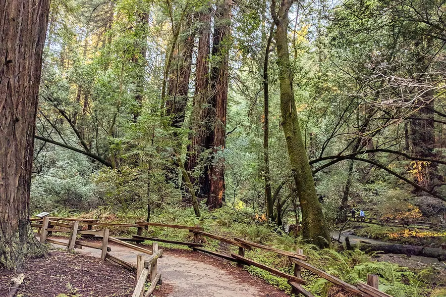 Muir Woods National Monument, San Francisco