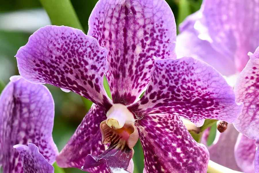 National Orchid Garden, Singapore