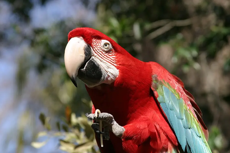 St Augustine Alligator Farm Zoological Park, St Augustine