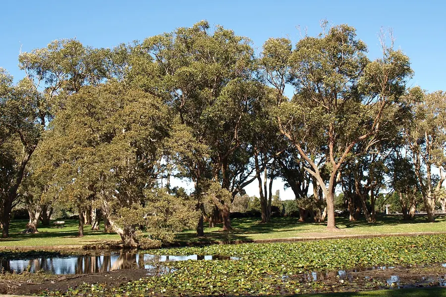 Centennial Park, Sydney