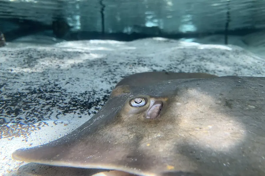 The Florida Aquarium, Tampa