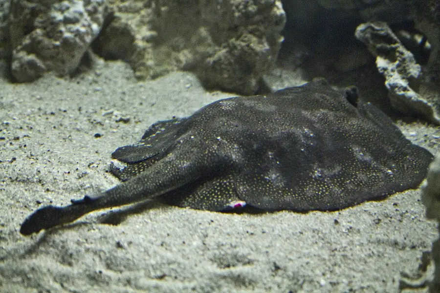 The Florida Aquarium, Tampa