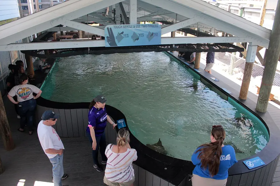 Manatee viewing, Tampa