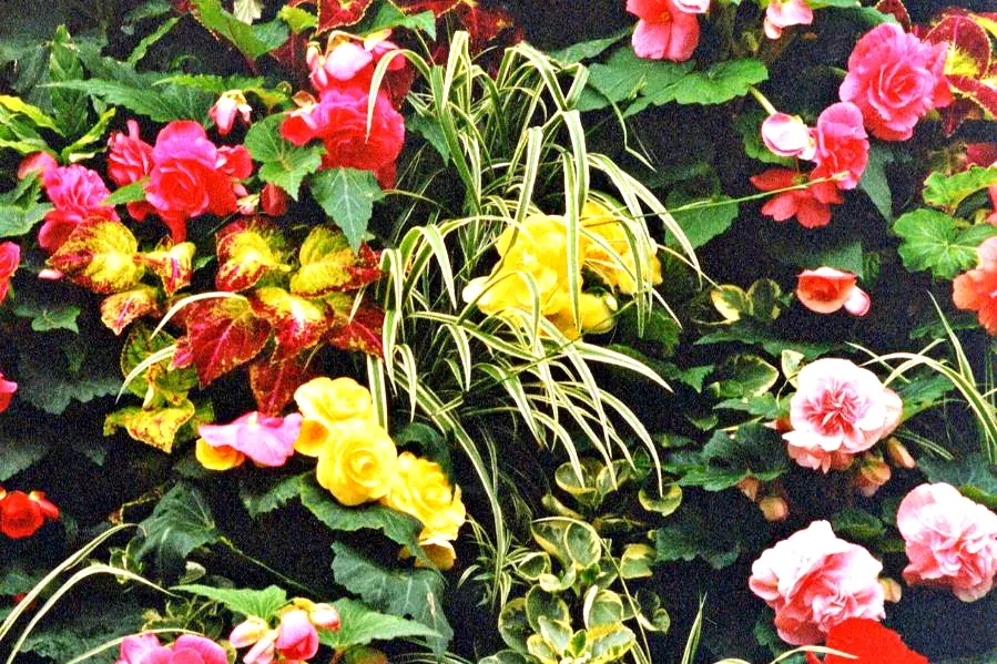 Butchart Gardens, Victoria